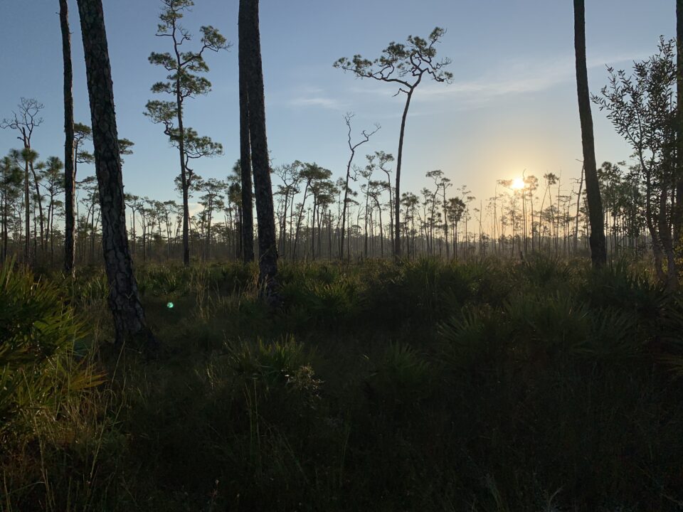 A picture of the sun rising, behind trees, at Big Cypress.
