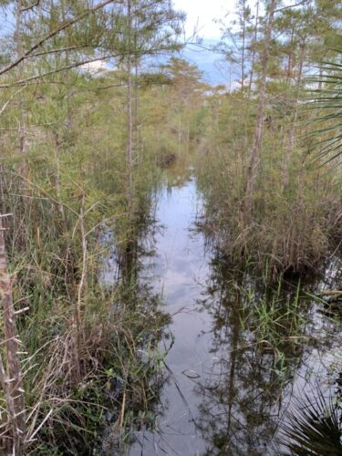 A dense and flooded forest trail.