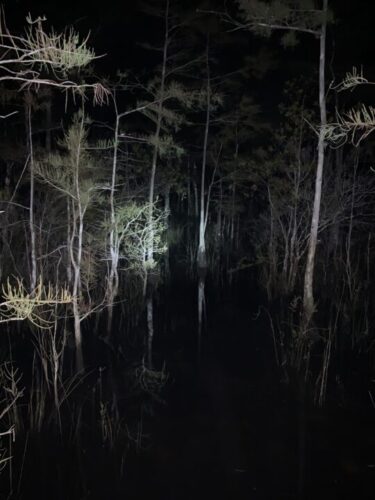 A picture of a swamp with trees all around, in Big Cypress, at night.